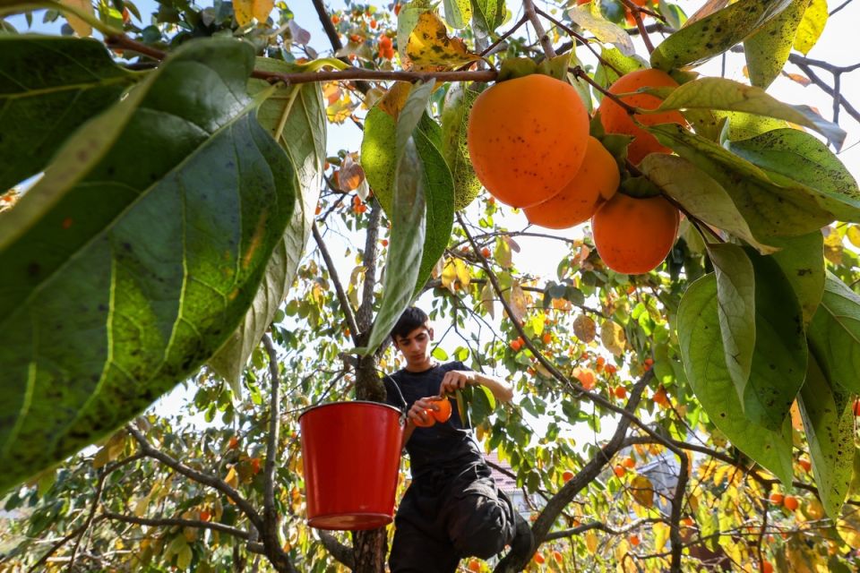 Хурма: неожиданные тайны и секреты безвкусной терпкости