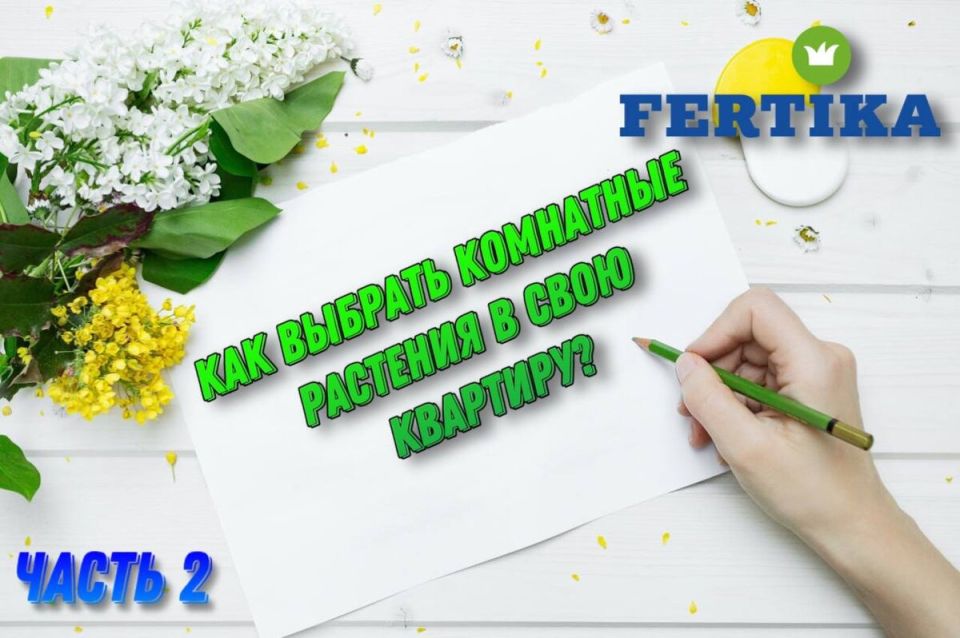 Как выбрать идеальные комнатные растения для вашего дома