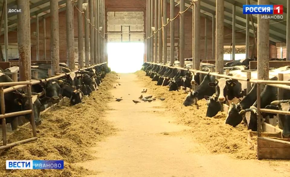 С начала года в Ивановской области произвели почти 40 тысяч тонн мяса скота и птицы
