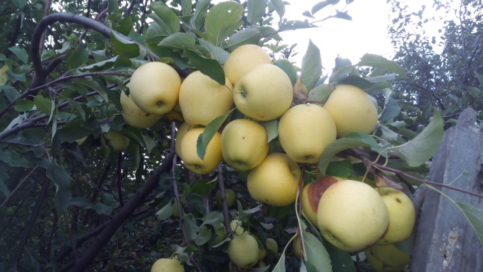 Как защитить поздние сорта яблок от плодожорки: советы садоводов