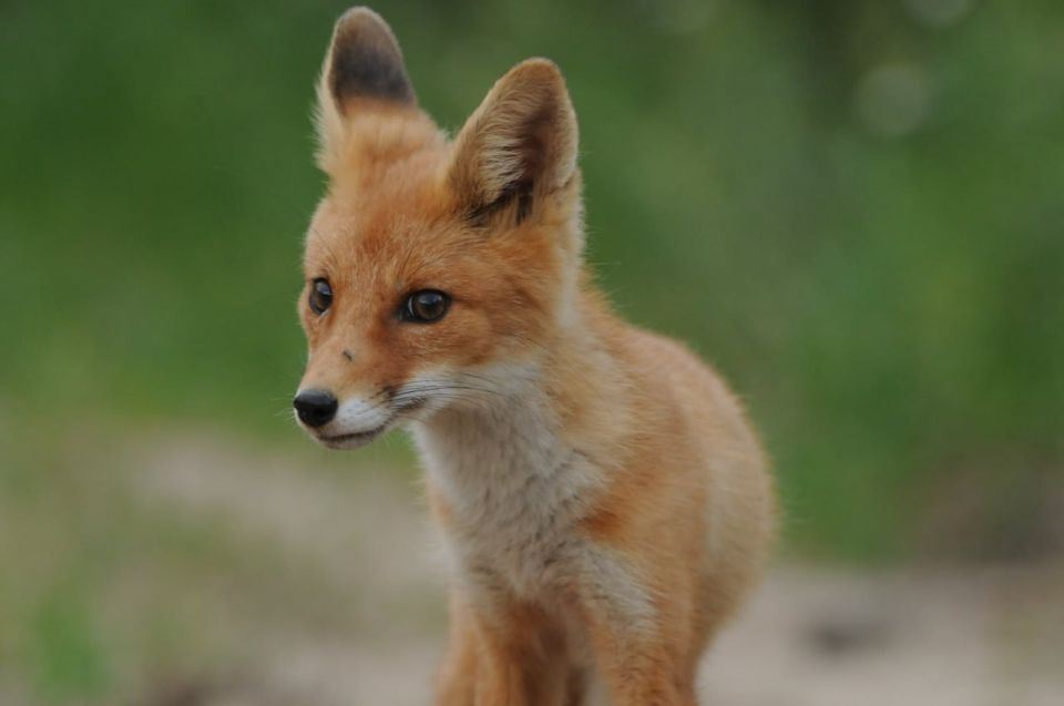 В Ивановской области проводится ежегодная плановая иммунизация диких животных