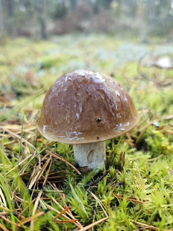 Последний шанс: охота на последний белый гриб в этом сезоне