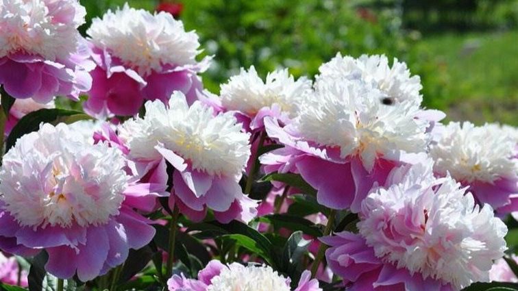 Секреты идеального цветения пионов: 5 простых подкормок, которые удивят даже опытных цветоводов
