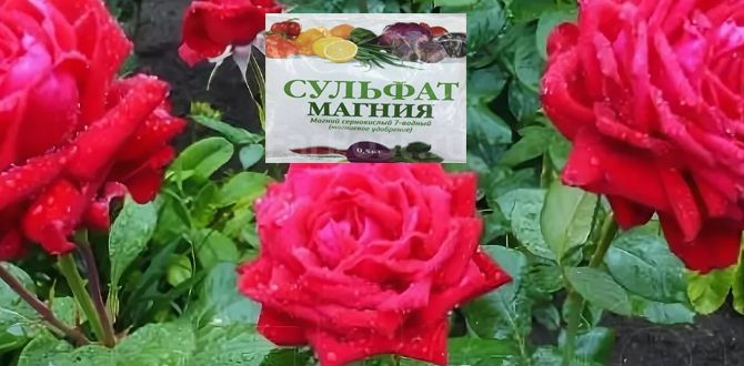 Сульфат магния: секретный козырь для огородников в условиях нестабильной погоды
