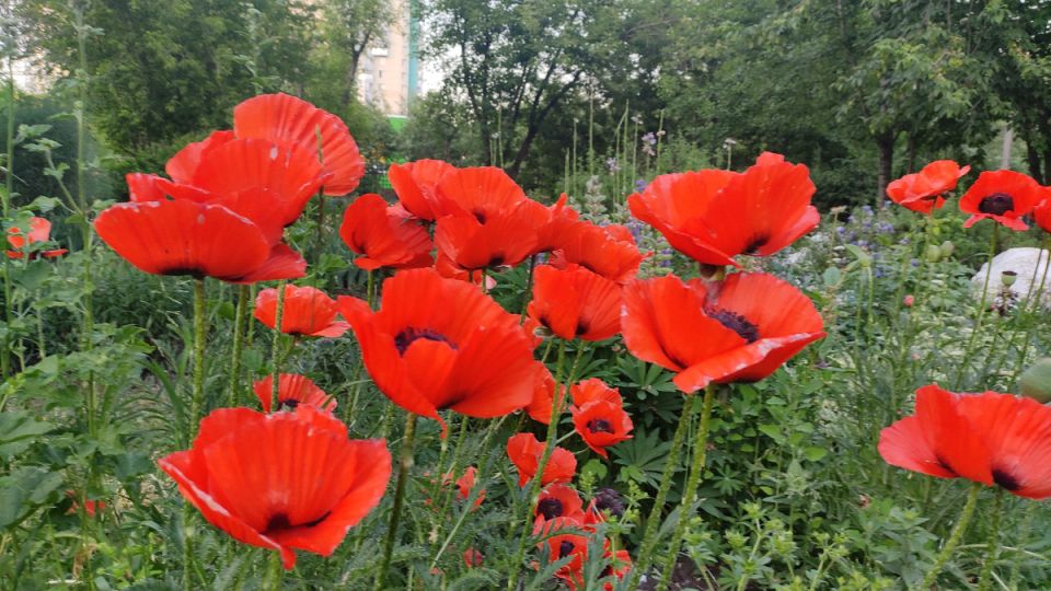 Маки в саду: растим без страха нарушить закон