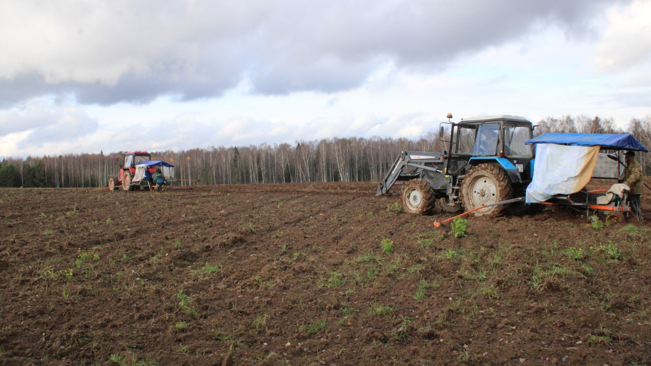 Площадь под многолетними плодово-ягодными культурами в регионе увеличилась в 25 раз