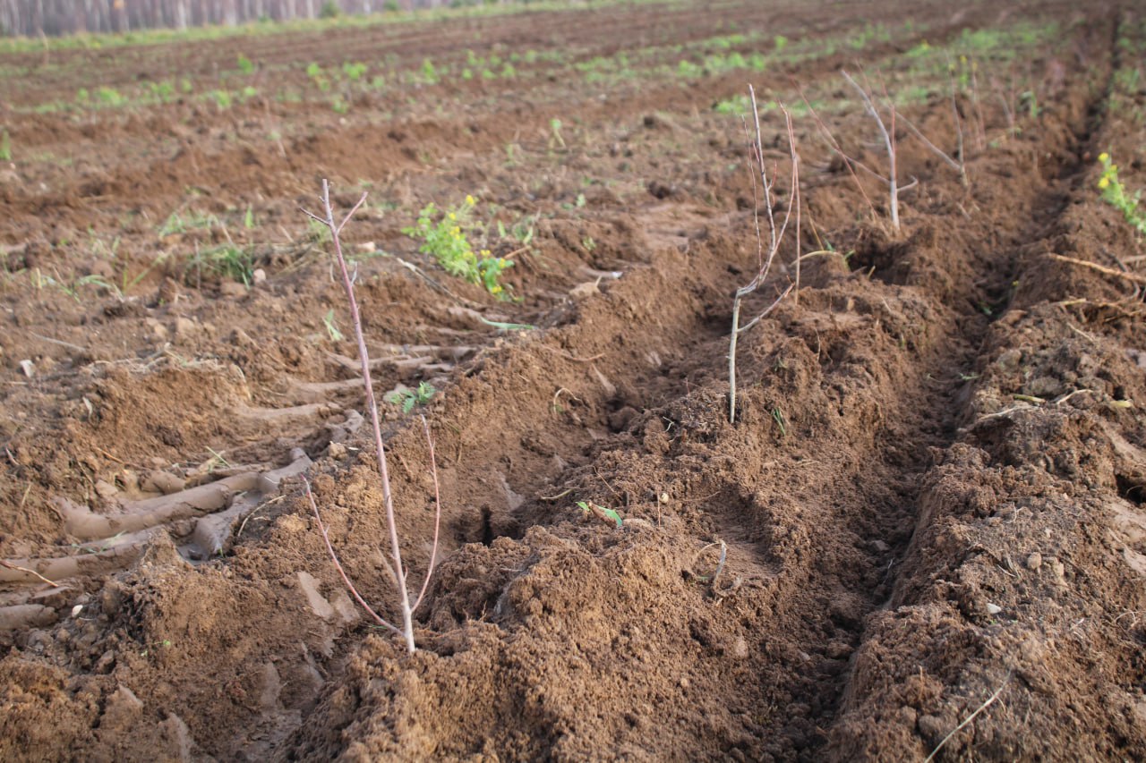 Площадь под многолетними плодово-ягодными культурами в регионе увеличилась в 25 раз Площадь под многолетними плодово-ягодными культурами в регионе увеличилась в 25 раз