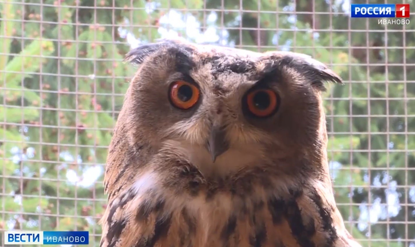 Провести время с пользой приглашает Ивановский зоопарк