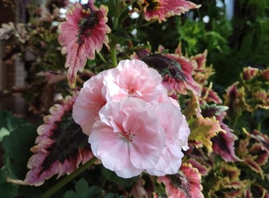 Пеларгония PAC Salmon Komtess: летняя радость и зимняя стойкость