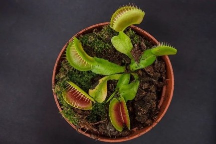 Сложные комнатные растения для настоящих гурманов