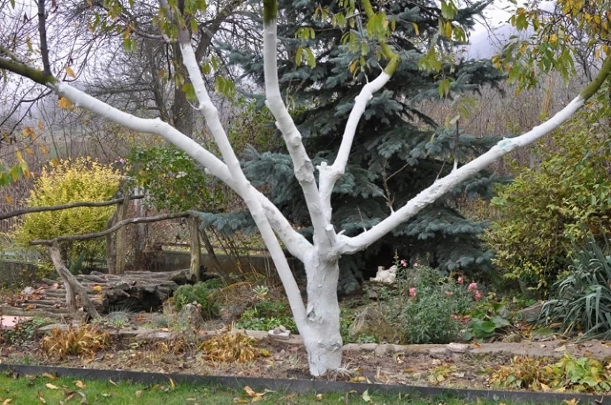 Тройная побелка деревьев за один раз