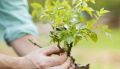 Как вырастить сад с нуля и не потратить ни копейки: доступны ли бесплатные саженцы?