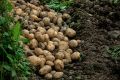 Картофеля в России стало больше: кто лидирует в сборе?