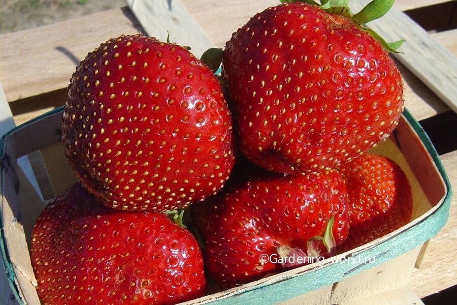 Лучшие сорта клубники, которые плодоносить будут долгие годы