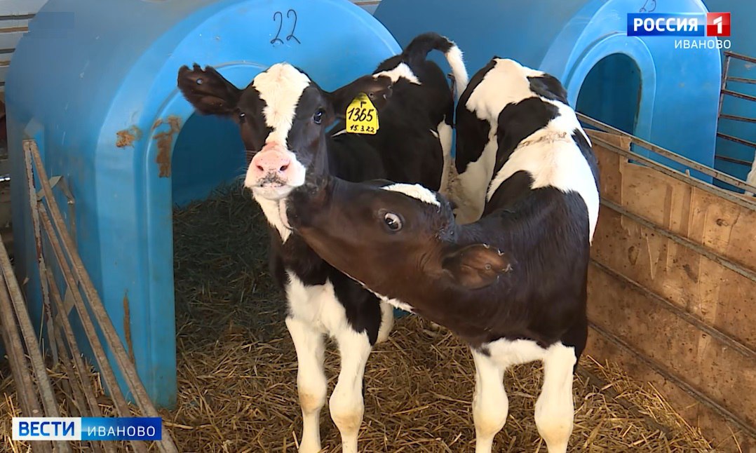 Ивановская область – в пятерке лучших регионов ЦФО по производству сельхозпродукции