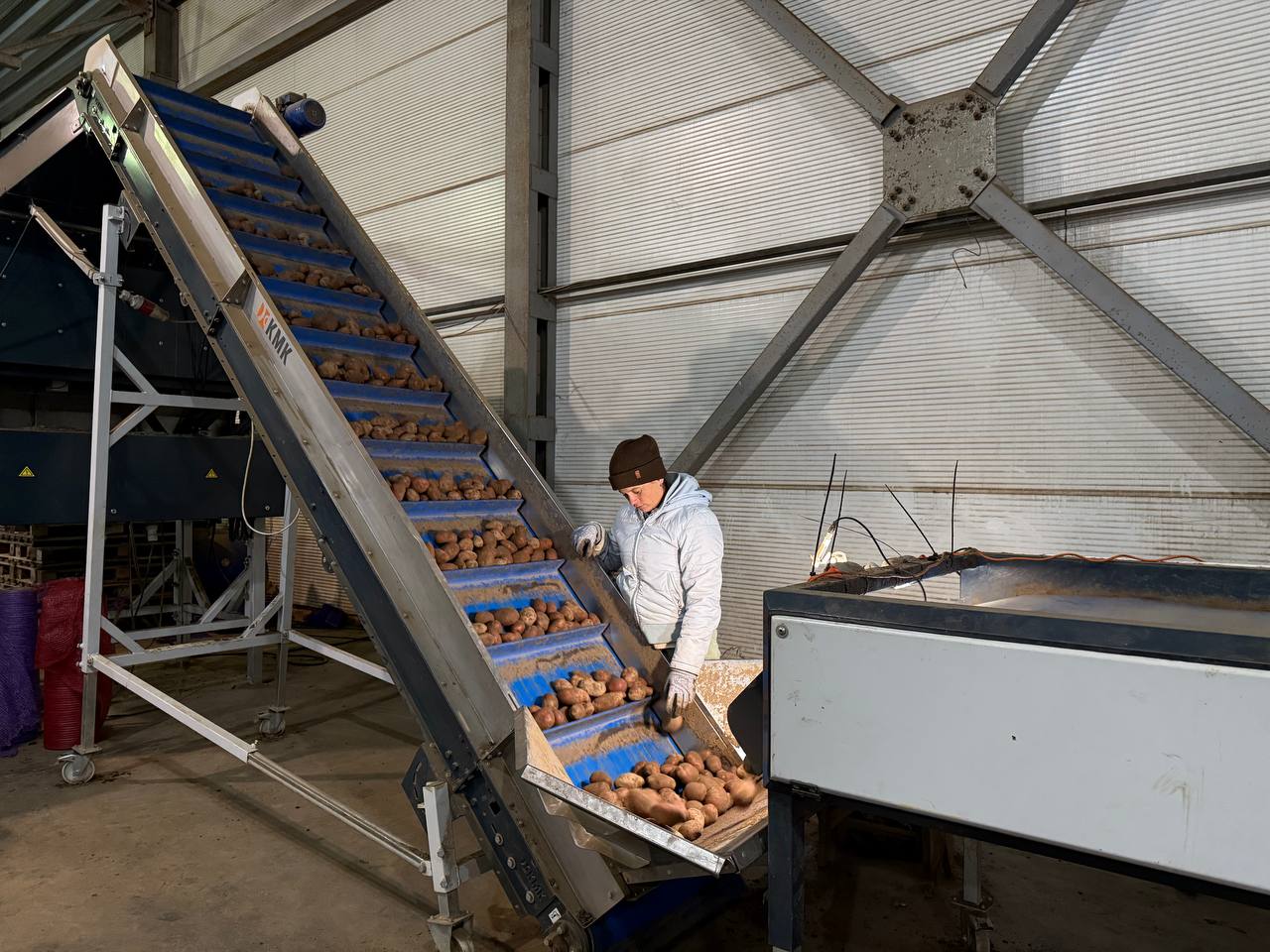 Урожай картофеля в Ивановской области превысил 19 тыс Урожай картофеля в Ивановской области превысил 19 тыс