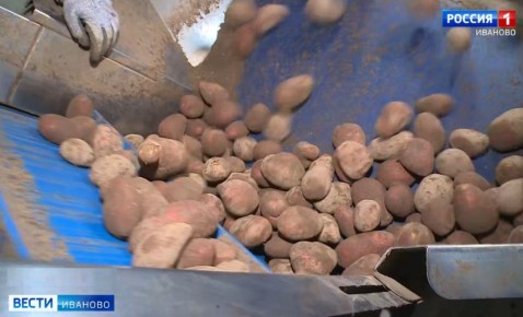 На полях Ивановской области практически полностью убрали картофель