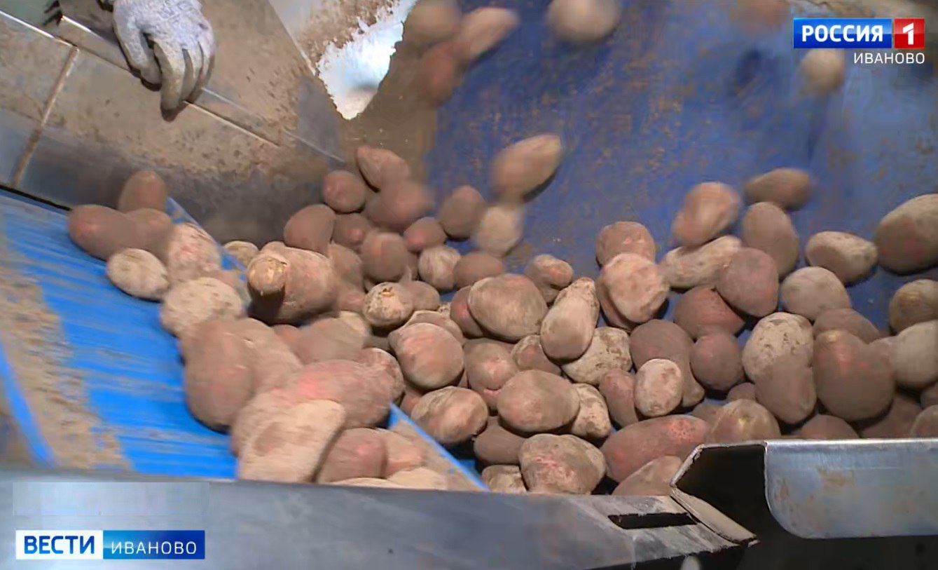 На полях Ивановской области практически полностью убрали картофель