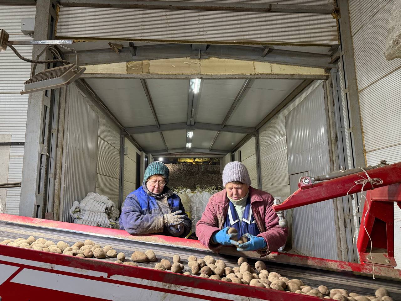Урожай картофеля в Ивановской области превысил 19 тыс Урожай картофеля в Ивановской области превысил 19 тыс