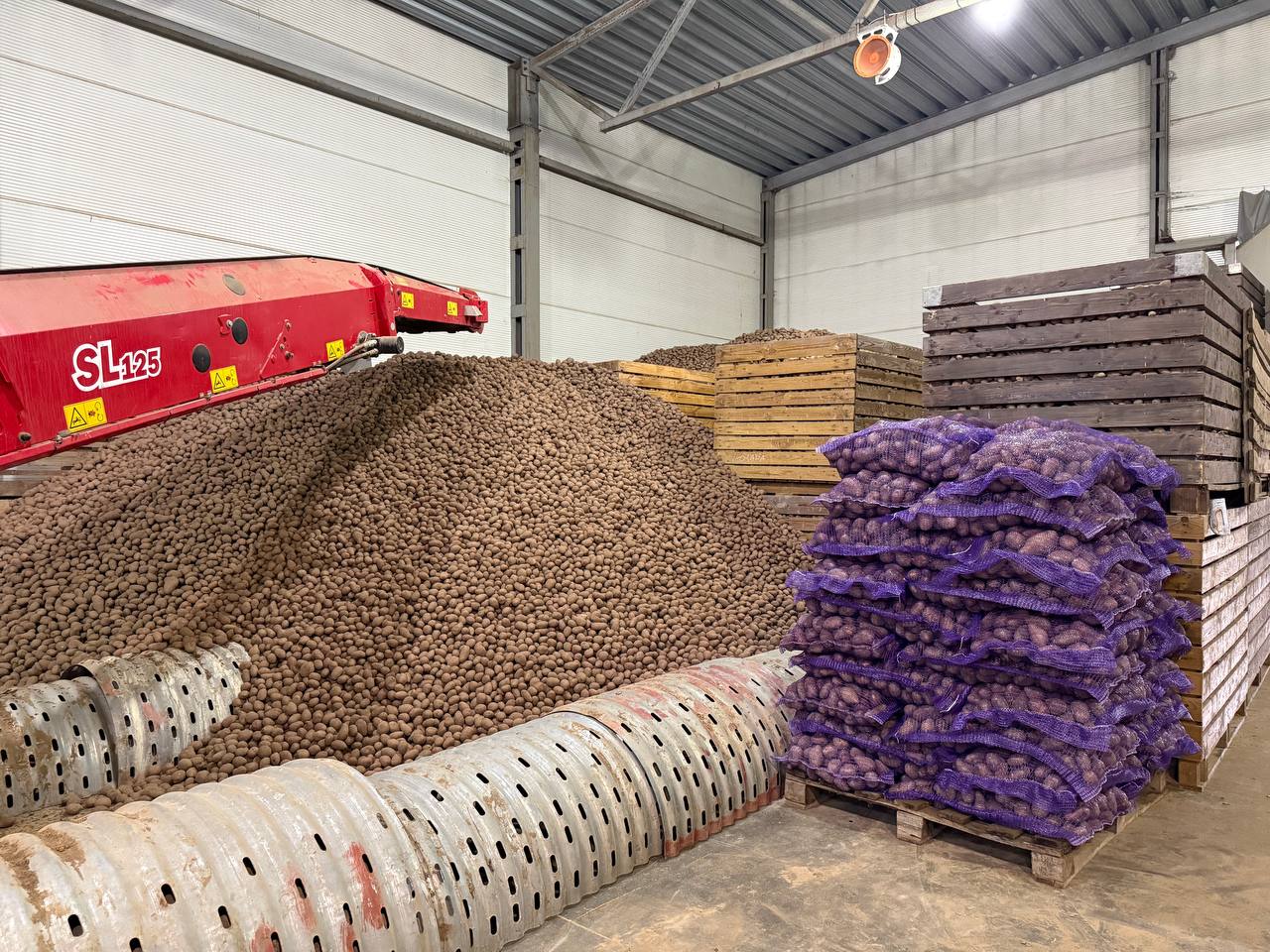 Урожай картофеля в Ивановской области превысил 19 тыс Урожай картофеля в Ивановской области превысил 19 тыс