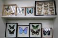 Уникальная выставка бабочек открылась в Лежневе Ивановской области