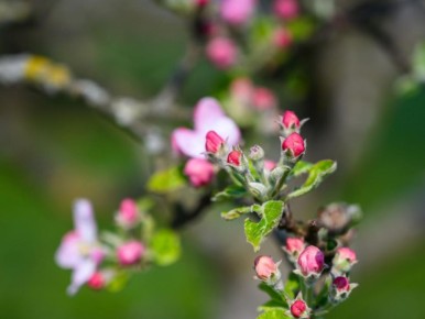 Почему ваша яблоня игнорирует цветение? Ошибки, которые мешают ей расти