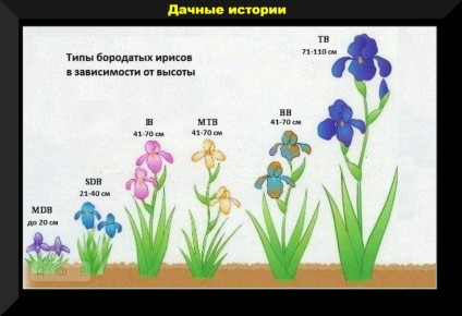 Летнее цветение: как создать великолепную клумбу из многолетников и кустарников в июне