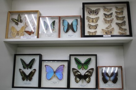 Уникальная выставка бабочек открылась в Лежневе Ивановской области