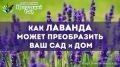 Лаванда: как это волшебное растение может преобразить ваш сад и дом