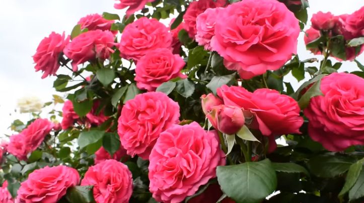 Плетистые розы: секреты успешного выращивания и ухода