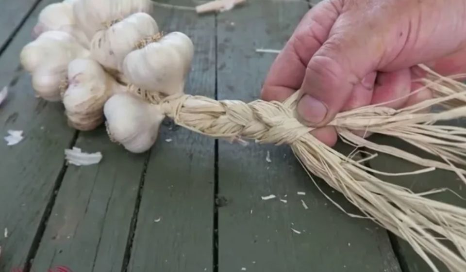 Как правильно хранить лук и чеснок: секреты долгосрочного хранения