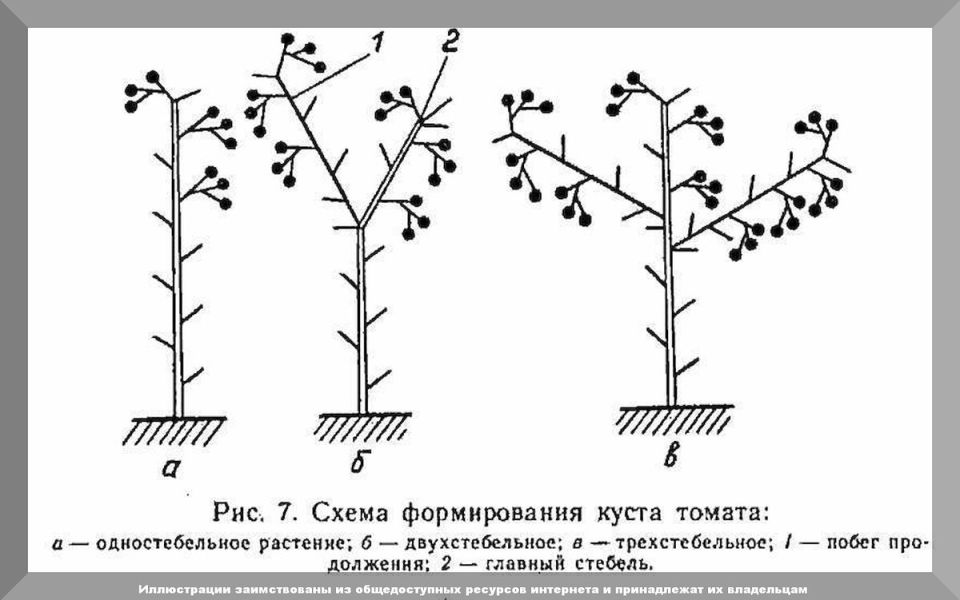 Секреты успешного садоводства: 50 свежих вопросов и ответов для начинающих