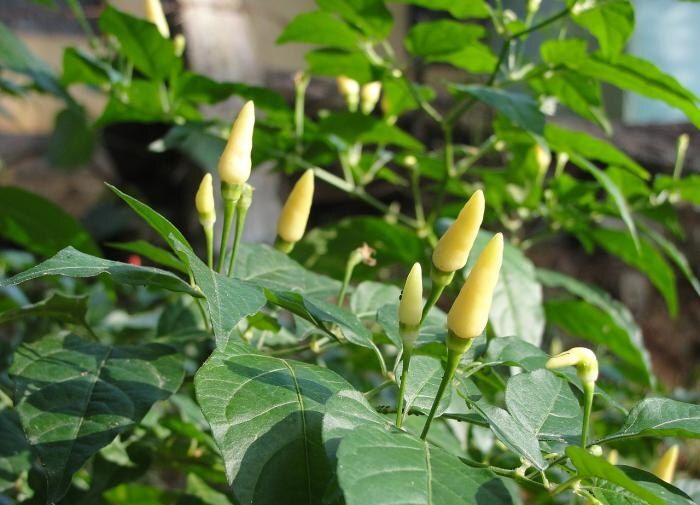 Почему торфяные горшочки не подойдут для рассады перца? Узнайте секреты успешного выращивания