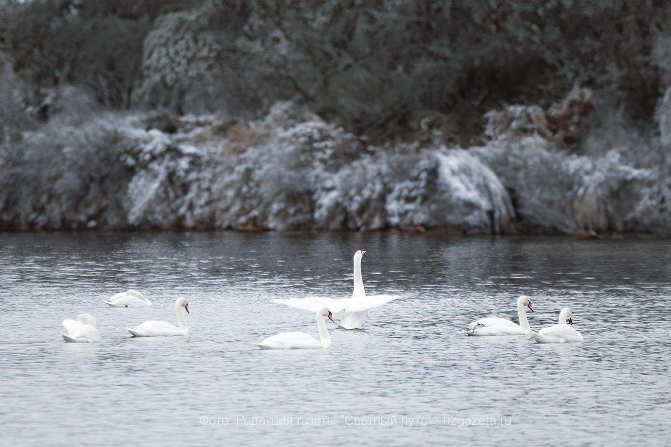 Белые лебеди вновь прилетели в Южу Ивановской области