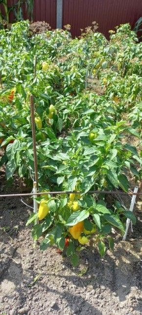 Секреты успешного урожая перцев