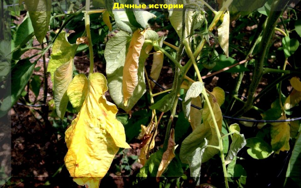 Почему важно избавляться от желтых листьев на огурцах и помидорах