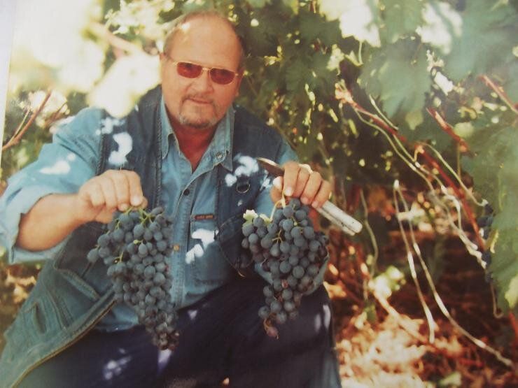 Виноград в Черноземье: секреты успешной посадки и зимовки