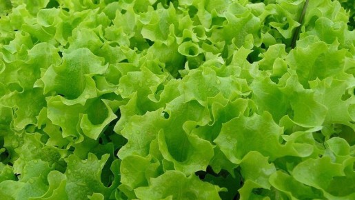 Почему ваш листовой салат может оказаться горьким