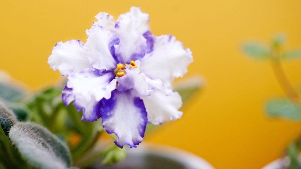 Полейте фиалку этим живительным составом: о плесени и вредителях в горшке забудете