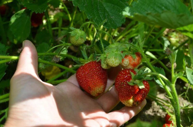 Как успешно вырастить клубнику на даче: 4 проверенные схемы посадки