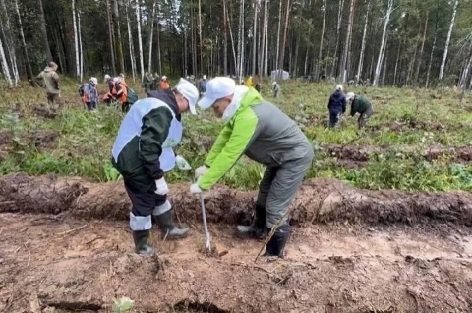 Урал восстанавливает леса: 187 тысяч новых деревьев для будущих поколений