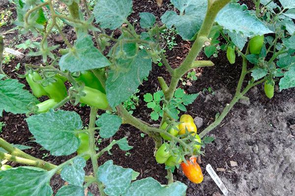 ��������� ������: ��� ��������� ������� ����� �� ���� ����