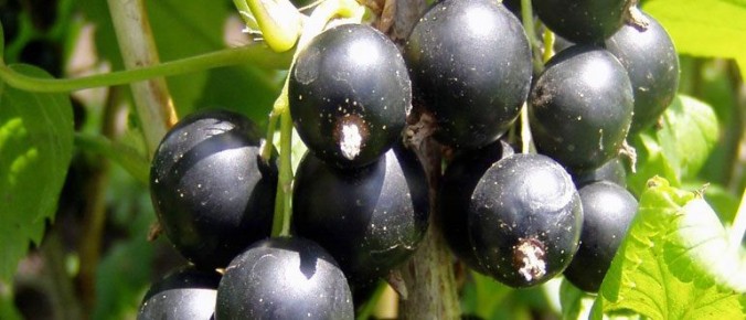 �������� ���� �� ����������: �������� ���� ��� �������� ������