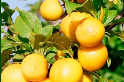 ����� ����: �������������� ����, ������� �������� �������� ������