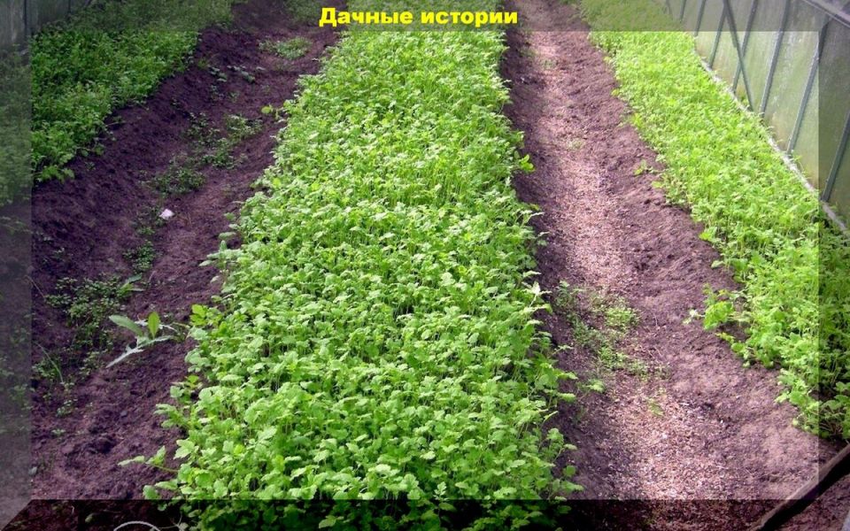 Сидераты: ваш секрет к здоровому и плодородному саду