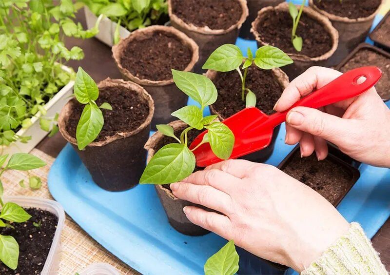 ��� ����������� ��������� ������� �����: ������� ��������� �����