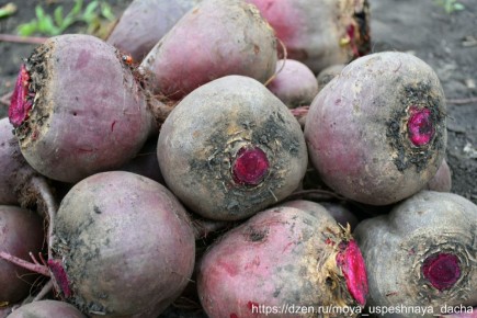 ���-3 ����� ������ ��� ���������� ������ � 2025 ����