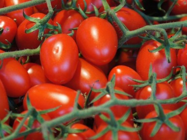 Томатный секрет: как обычная сода может увеличить ваш урожай