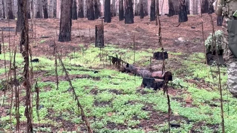 ���������� ���������� ������� ��������� �������� ����������������� ��������� � ���������� �������