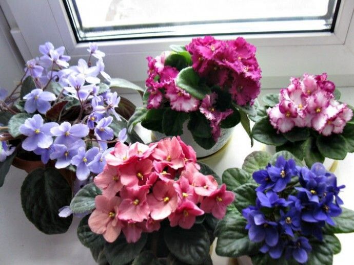 ��� ��� ������� ������ ������: ����������� �������� �������� ��������